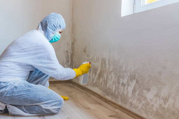 Licensed Commercial Mold Remediation service in Alden, MI - WQB Mold Removal